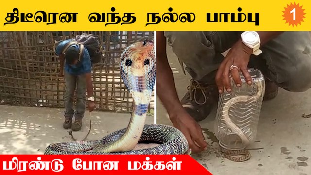 கோயம்பத்தூர் கோவில் அருகே வந்த நல்ல பாம்பு... பயந்து போன மக்கள்