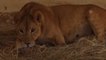 SÜLEYMANİYE - Irak'taki hayvanat bahçesinin yeni gözdeleri "yavru aslanlar"