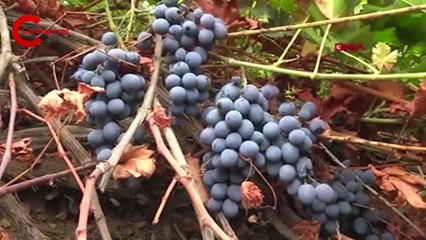 11 çeşit üzümün yetiştiği Uludere'de, geleneksel yöntemlerle pekmez mesaisi