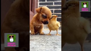 || Pets And Funny Animals Compilation || comedy animals ||