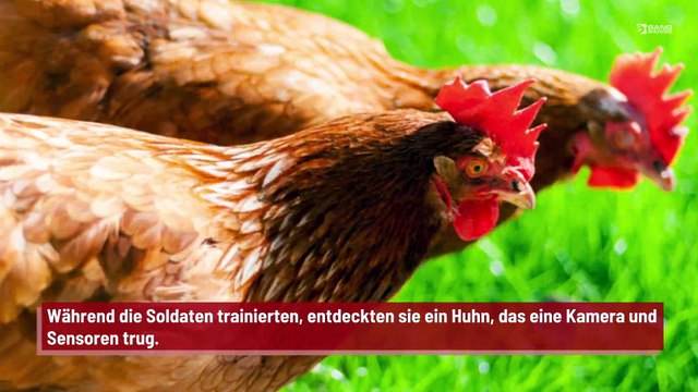 Ein Huhn sorgt für Ärger beim Militär