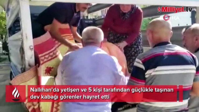 Nallıhan'da dev kabak görenleri hayrete düşürdü