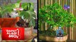 Mga punong bonsai, silipin! | Dapat Alam Mo!