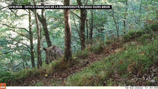 Dans les Pyrénées, l'ours sous surveillance pour assurer sa survie