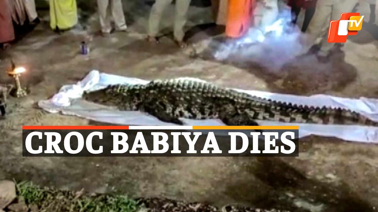 75-Year-Old Crocodile Babiya Guarding Temple In Kerala Dies