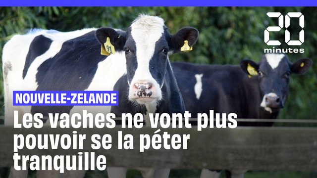 La Nouvelle-Zélande veut taxer les pets de vaches