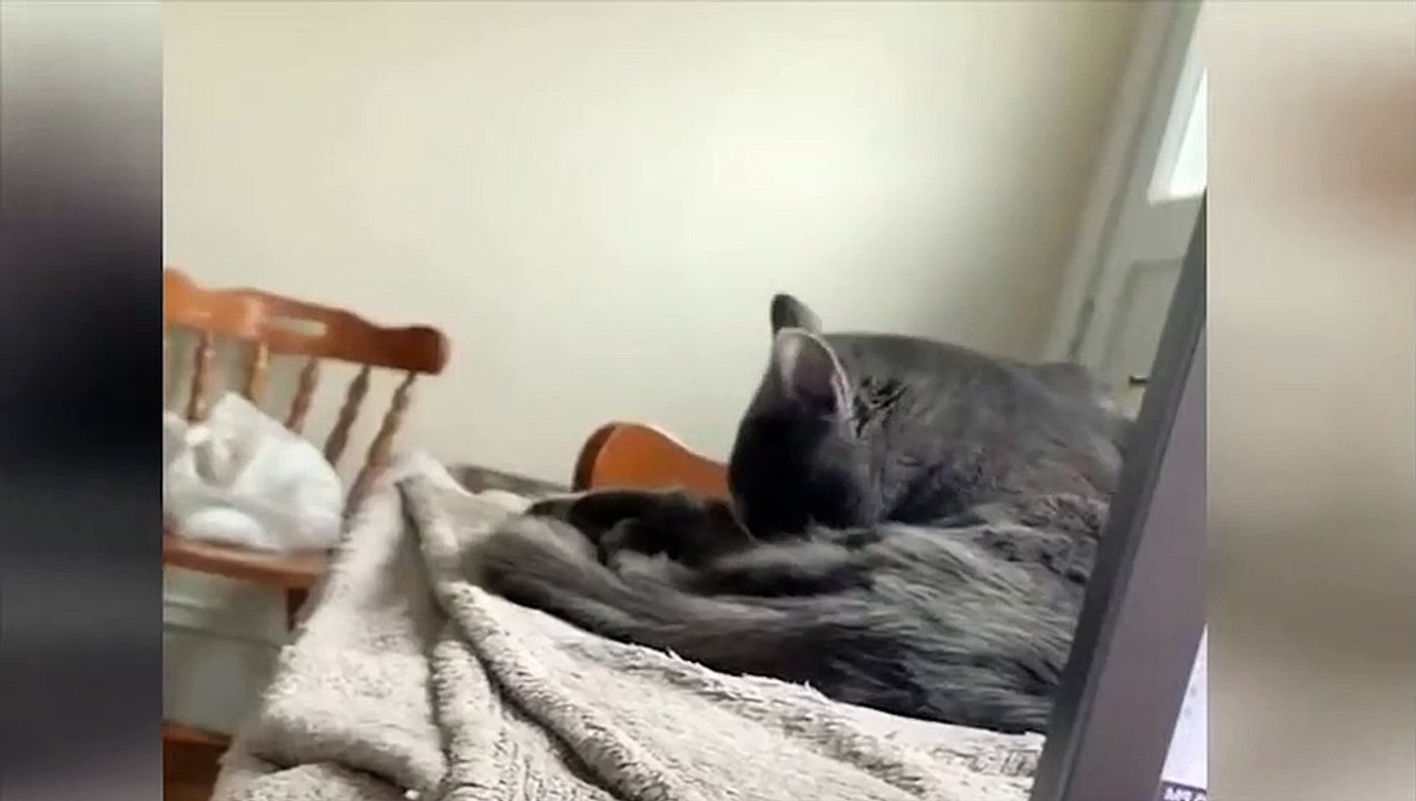 Meong  funny grey cat
