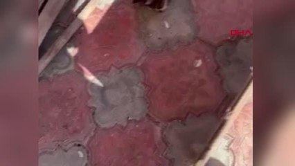 MERSİN'DE KÖPEK VE KEDİLERİN ZEHİRLENDİĞİ İDDİASINA İNCELEME