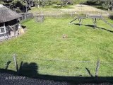Attaquée par un faucon, une poule est sauvée par les potes de sa ferme