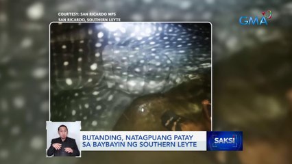 Скачать видео: Butanding, natagpuang patay sa baybayin ng Southern Leyte | Saksi