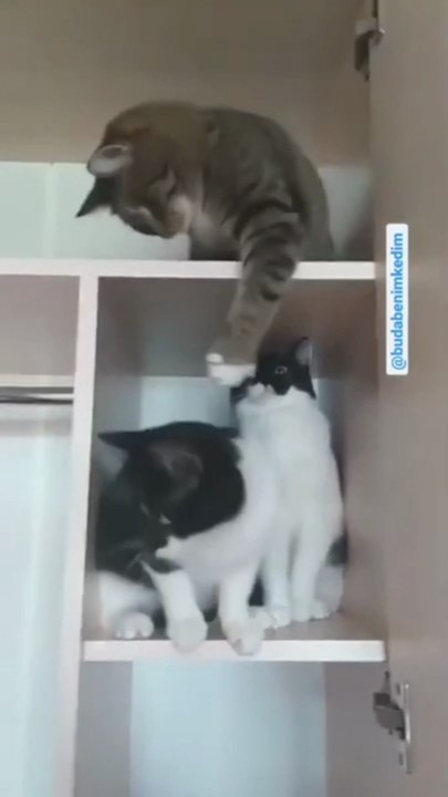 kucing