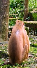 Sadness to see PaPa reject baby follow by pushing baby out, Pity baby MIRA