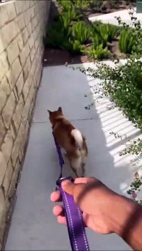 Quand tu lâches la laisse de ton chien idiot...