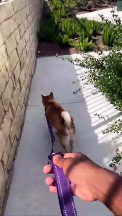 Quand tu lâches la laisse de ton chien idiot...