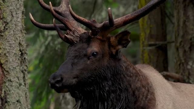 Comienza la época de apareamiento de los alces en las montañas americanas