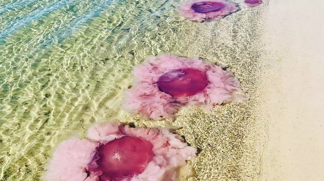 Pink Meanies, A New Species Of Jellyfish With 70-Foot Tentacles, Washing Up In Florida And Alabama
