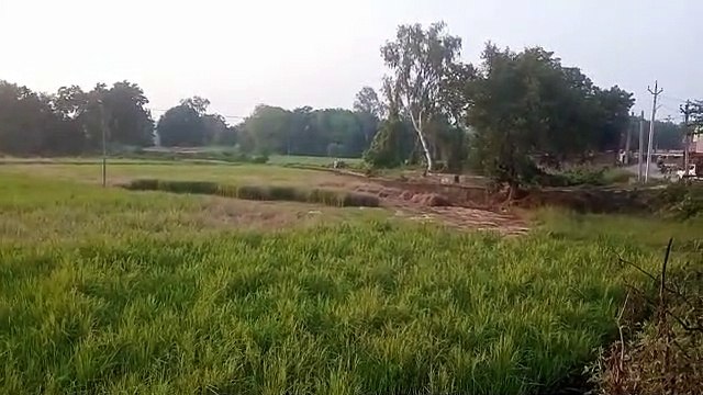 धान की फसल में लगा रोग, किसानों की नींद उड़ी