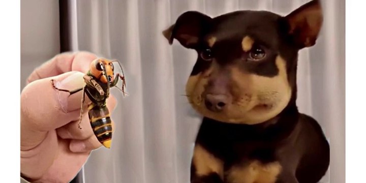 Funniest Animals Video - Funny Dogs And Cats - Try Not To Laugh Animals 2022