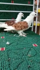 Beautiful and fancy pigeon very nice