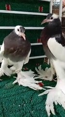 Beautiful and fancy pigeon very nice nice