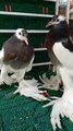 Beautiful and fancy pigeon very nice nice