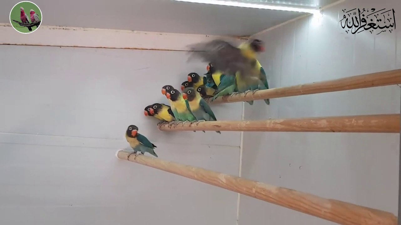 Best soft food for lovebirds for good breeding