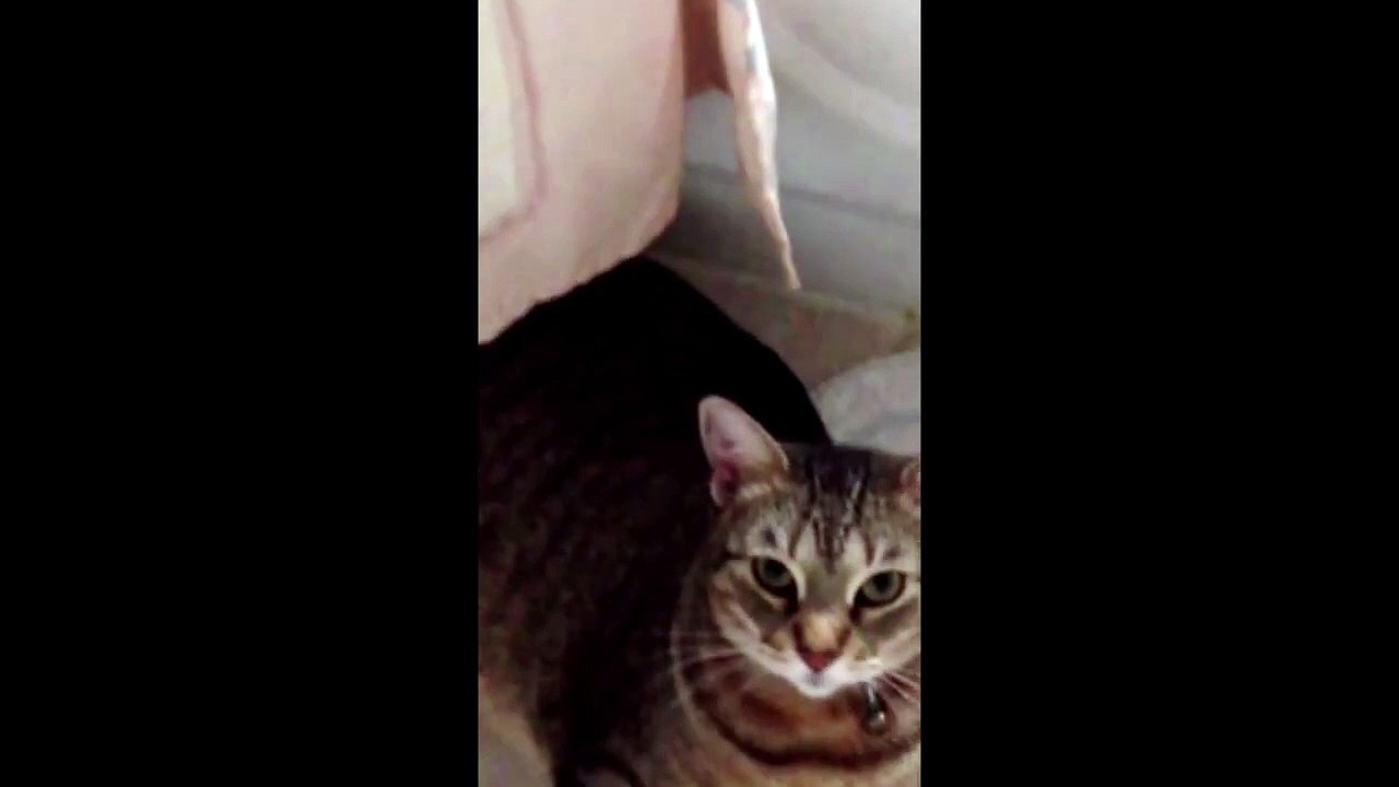 Jumping Cat l l
