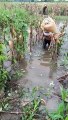 Comunitarios en Alta Verapaz intentan rescatar cultivos de maíz ante paso de tormenta Julia