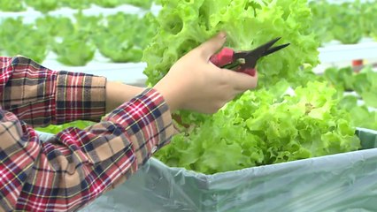 '스마트 팜' 확산 본격화...인구감소·기후변화 등 농촌 문제 해결 / YTN