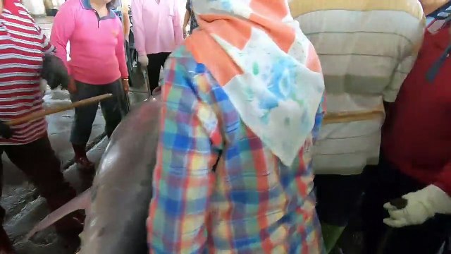 500KG giant bluefin tuna cutting for Sashimi