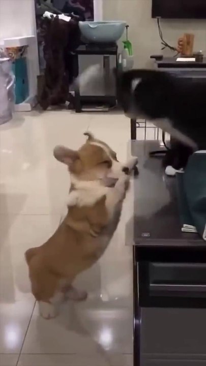 Funny Pet's Compilation part 1