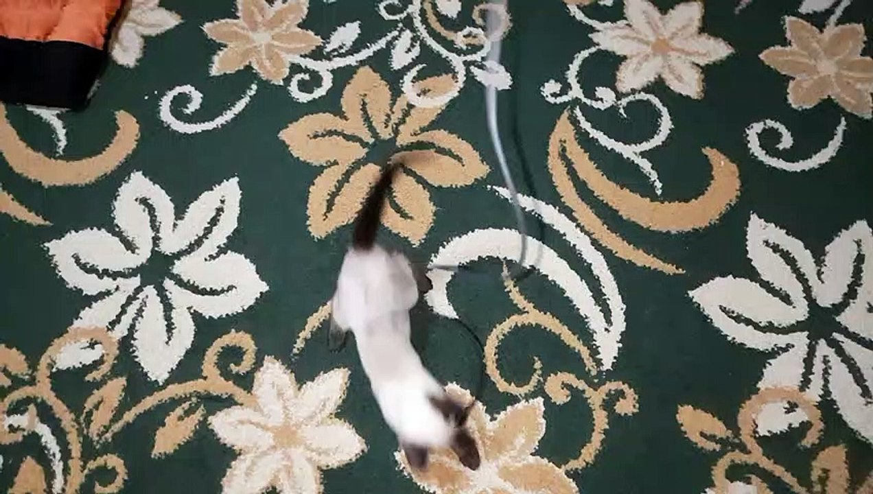 هل تعلم ان قطط السيامي وفية جدا