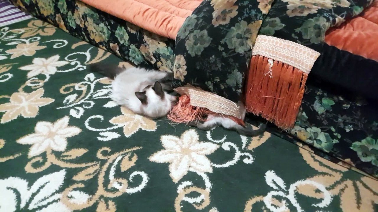 انواع قطط السيامي الدكية