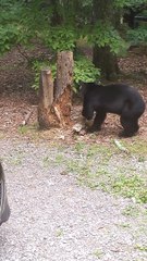 Chill Bear Searches for a Meal