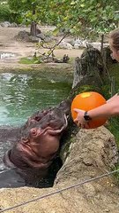 Hungry Hippos Enjoy Pumpkin Treats