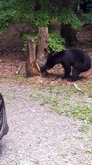 Chill Bear Searches for a Meal