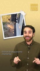 Susto durante safari: León intenta atacar a un conductor