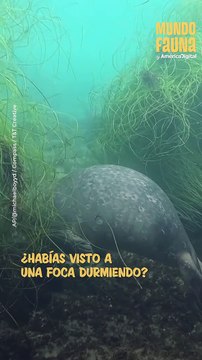 ¡Sin preocupaciones! Esta foca fue grabada durmiendo plácidamente en el fondo del mar