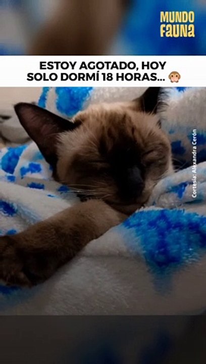 Te envidio gatito dormilón