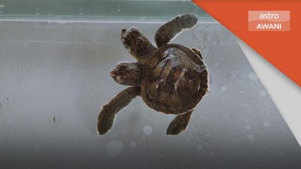 Konservasi Penyu | Empat penemuan anak penyu berkepala dua