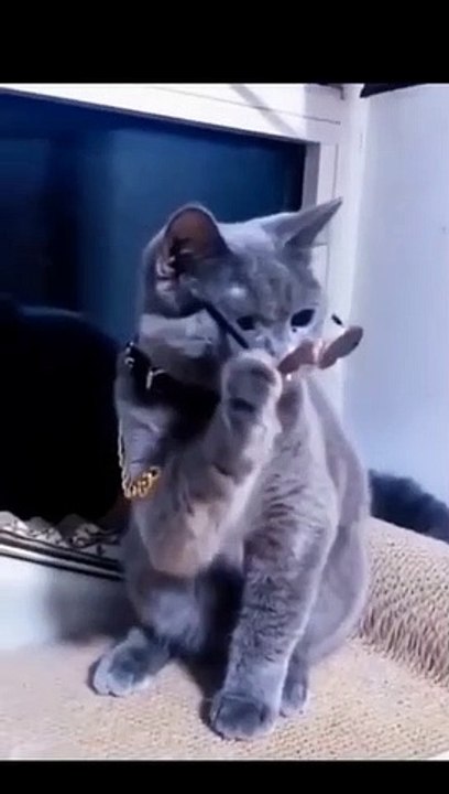slang cat