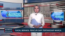 Gagal Beraksi, Pencuri Sapi Tertangkap Warga