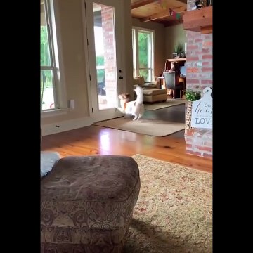 Funniest Animals - Awesome Funny Animals' Life Videos - Cutest Animals Ever