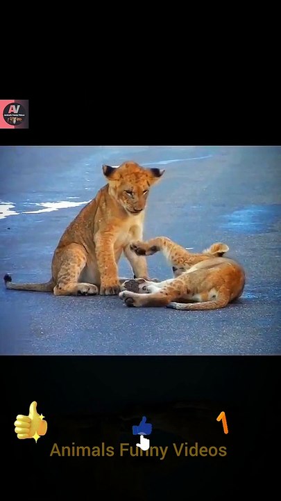 Little Lion Fighting Videos 2022 | Baby Lion Animals | Wow Amazing Animal | Cute Animals Yt