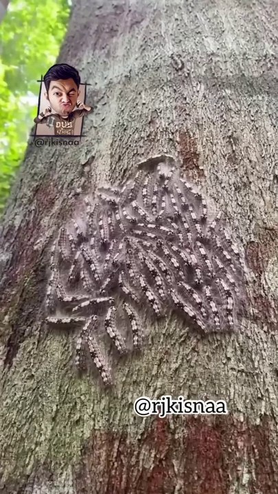 MONDAY KEEDE _ KISNA _ DUBKENDRA #shorts #ytshorts #behenkonaman #rjkisnaa