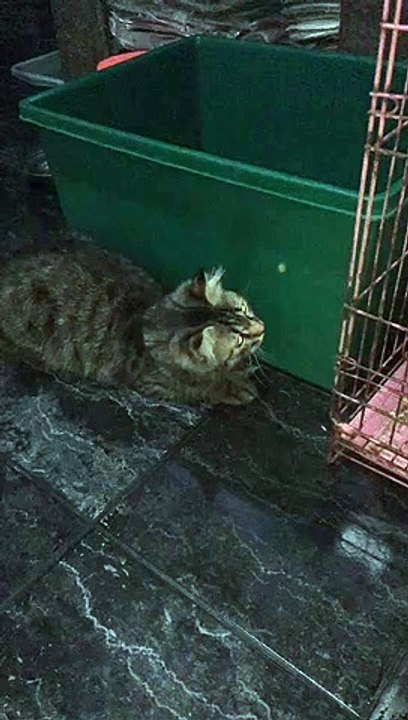 CUTE CAT