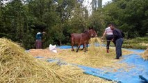 Bitlis haberleri... Bitlis'te geleneksel yöntemlerle pirinç hasadı yapılıyor