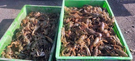 Bozkırdan Avrupa'ya kerevit ihracatı