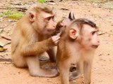 Over and over again, the monkeys that we have seen as cute baby monkeys are caring for the cute baby monkey shelter