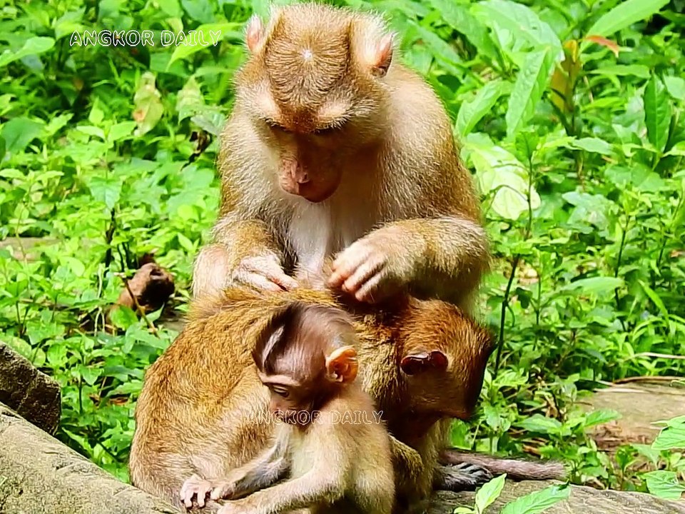 What happiness the parents gave to Old Sunan was to be with the baby monkey